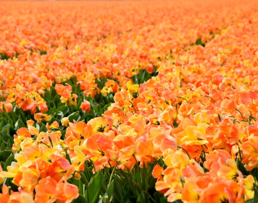 8A863DFF-BEAD-4A64-975E-452A6B576E95