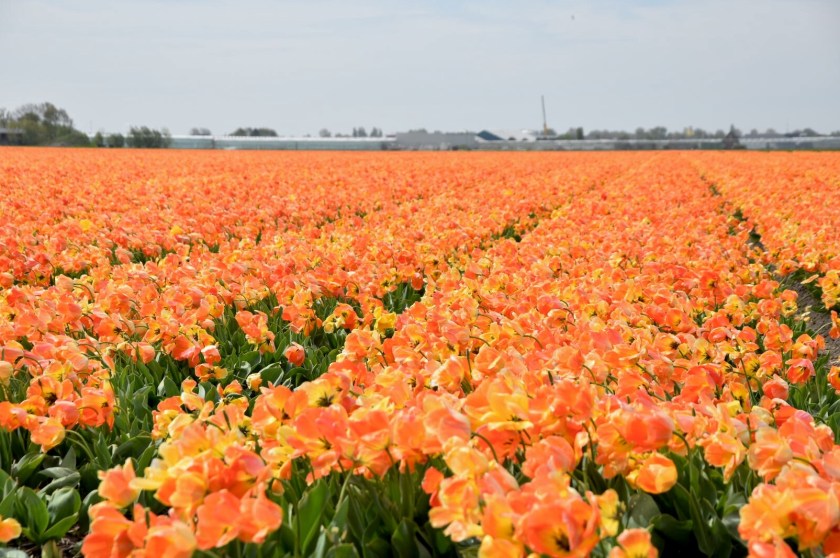 AD3EC259-2286-401D-AAA9-541A279A979E